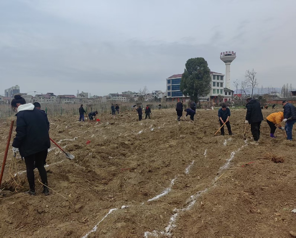 河坝植桑绘新景  春蚕精神永传承