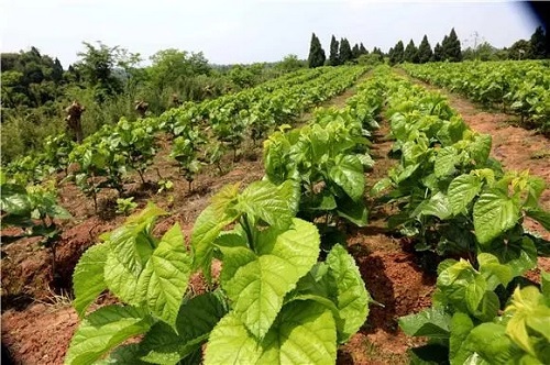 蚕桑种植技术有哪些？